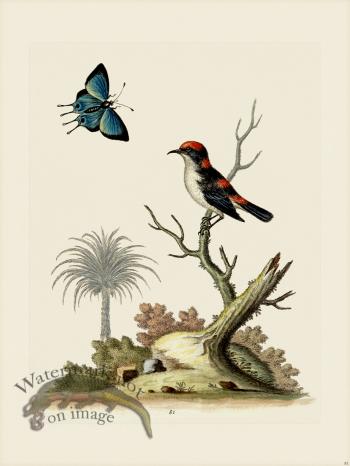 Edwards 081 Lil Indian Creeper